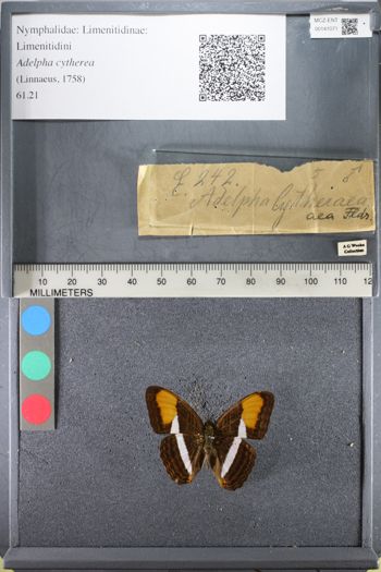Media type: image;   Entomology 141071